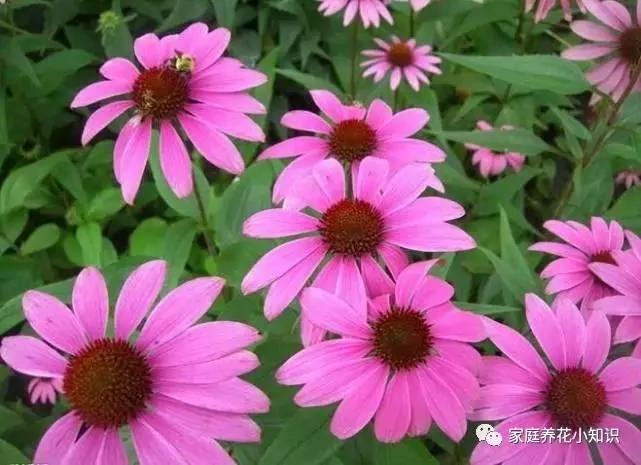 用这6种水浇花 再不用施肥花卉也能够花大色艳!