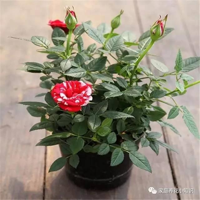 用这6种水浇花 再不用施肥花卉也能够花大色艳!