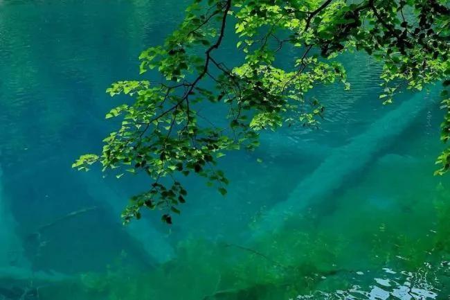 夏季去九寨沟看水 心都凉透了