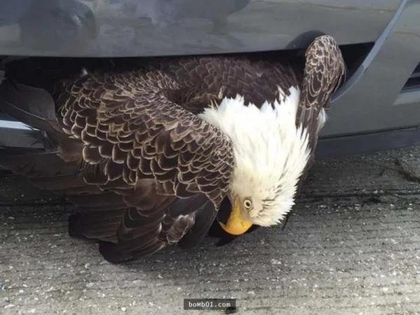 美國國鳥慘卡在保險桿中…模樣超尷尬！