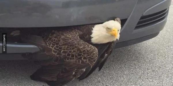 美國國鳥慘卡在保險桿中…模樣超尷尬！