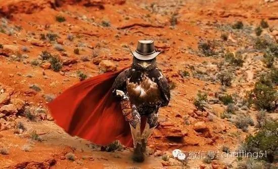 这只神帅老鹰的英姿被无意间拍下 竟让网友疯狂暴动!