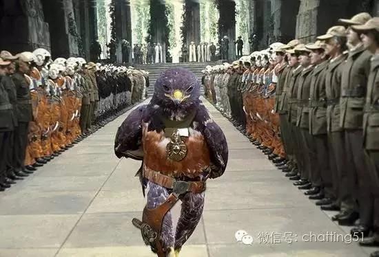 这只神帅老鹰的英姿被无意间拍下 竟让网友疯狂暴动!