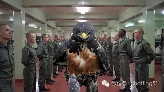 这只神帅老鹰的英姿被无意间拍下 竟让网友疯狂暴动!