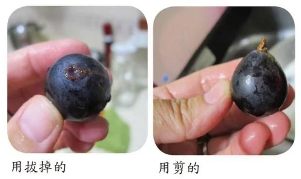 洗葡萄有撇步 不用一颗一颗搓了 用这招快速去除农药