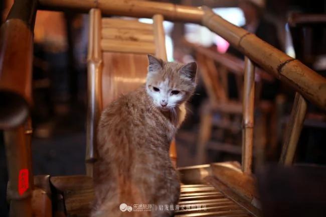 走进成都老茶馆 一杯茶时光蔓延一百年