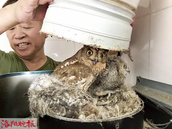 猫头鹰在油烟机管道孵蛋 房主不炒菜等幼鸟出窝