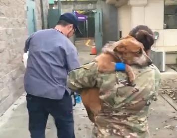 汪星人失踪几周 回家的一瞬间竟把头埋在主人怀里委屈地哭了起来