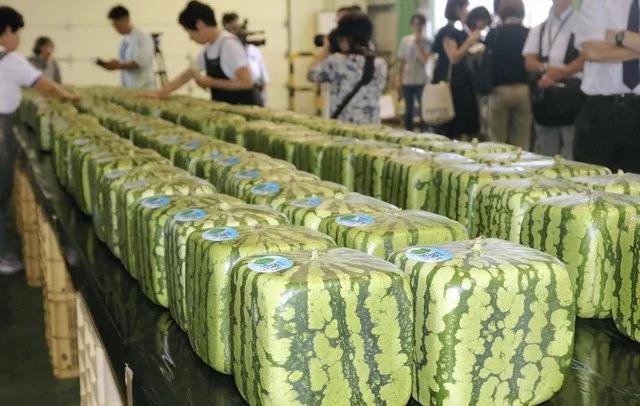 游客在日本花上万元买方形西瓜图新鲜 然而结果却让他大失所望!