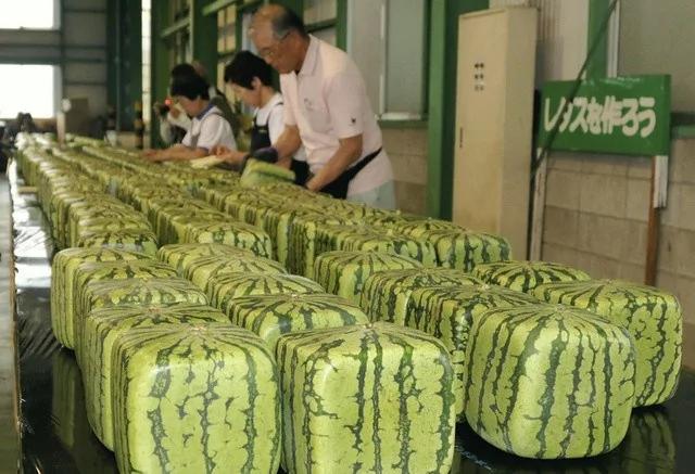 游客在日本花上万元买方形西瓜图新鲜 然而结果却让他大失所望!