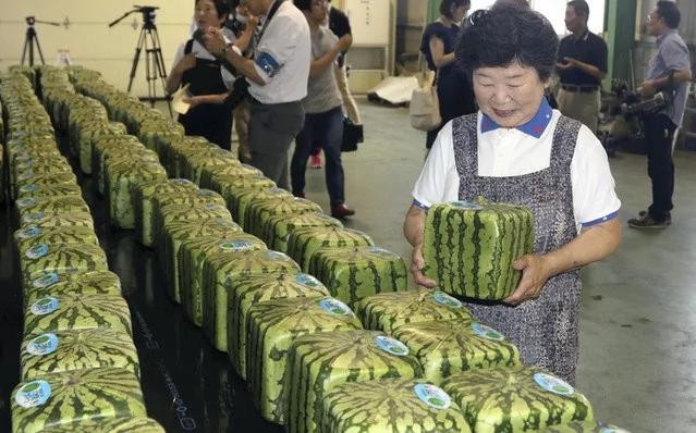 游客在日本花上万元买方形西瓜图新鲜 然而结果却让他大失所望!