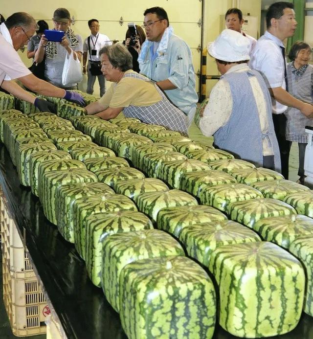 游客在日本花上万元买方形西瓜图新鲜 然而结果却让他大失所望!