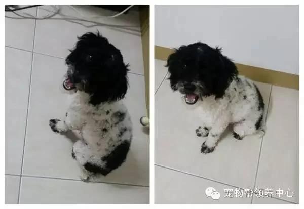 女友捡回流浪狗却被男友嫌臭 想不到回家竟发现超级暖心的场景!网友看了全融化~!