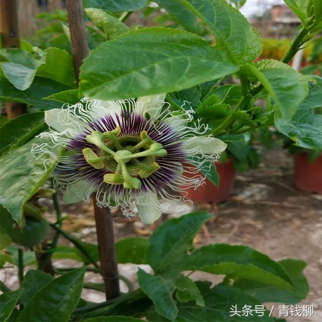 百香果树生长快、挂果率高盆栽百香果盆景栽培技术