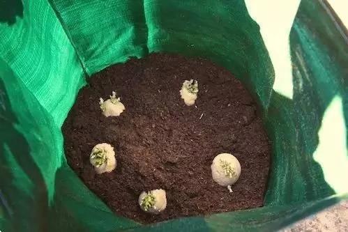 她往土里丢了一个土豆 结果家里变成了菜园!图集