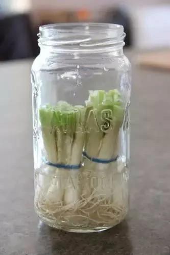 她往土里丢了一个土豆 结果家里变成了菜园!图集