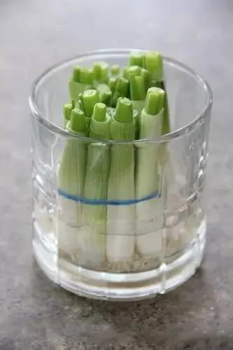 她往土里丢了一个土豆 结果家里变成了菜园!图集