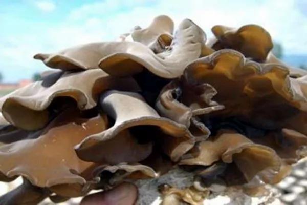 爱吃黑木耳 又喜欢自己动手做的你:这些黑木耳的料理知识你一定要看!