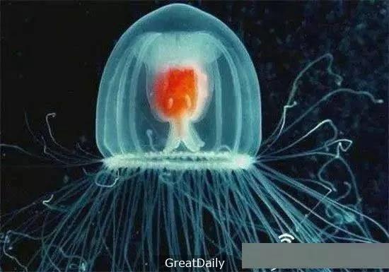 地球上的不死怪物 最长竟然活到1550岁…