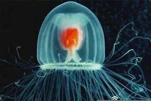 地球上的不死怪物 最长竟然活到1550岁…