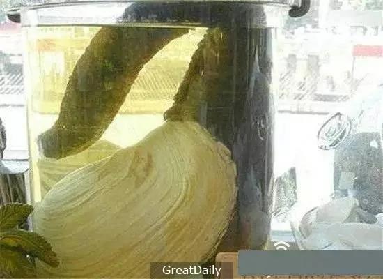 地球上的不死怪物 最长竟然活到1550岁…