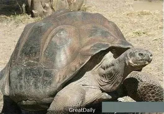 地球上的不死怪物 最长竟然活到1550岁…