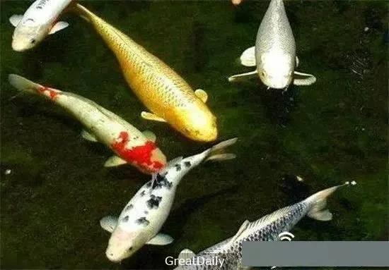 地球上的不死怪物 最长竟然活到1550岁…