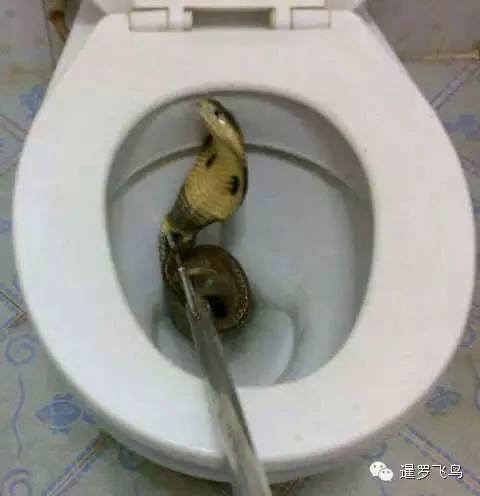 泰国千万豪宅厕所频现蟒蛇 女主人被咬出心理阴影