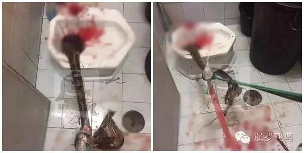 泰国千万豪宅厕所频现蟒蛇 女主人被咬出心理阴影
