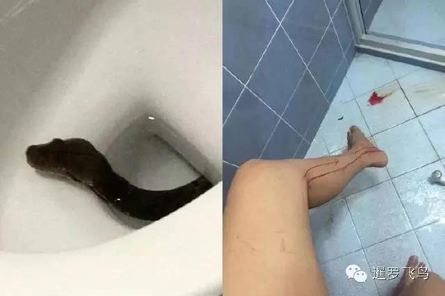 泰国千万豪宅厕所频现蟒蛇 女主人被咬出心理阴影