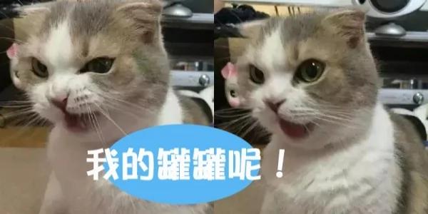 一听到主人忘了买罐罐 猫老大的表情马上180度大转变!网友看了笑翻!