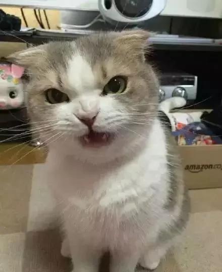 一听到主人忘了买罐罐 猫老大的表情马上180度大转变!网友看了笑翻!