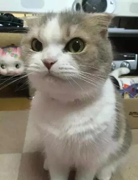 一听到主人忘了买罐罐 猫老大的表情马上180度大转变!网友看了笑翻!