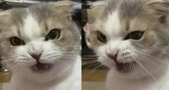 一听到主人忘了买罐罐 猫老大的表情马上180度大转变!网友看了笑翻!