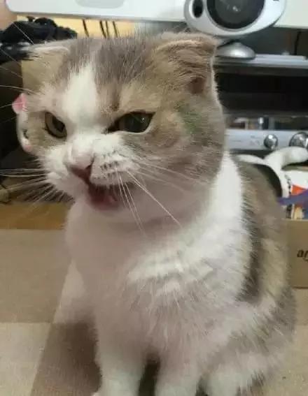 一听到主人忘了买罐罐 猫老大的表情马上180度大转变!网友看了笑翻!