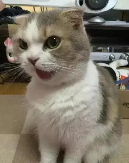 一听到主人忘了买罐罐 猫老大的表情马上180度大转变!网友看了笑翻!