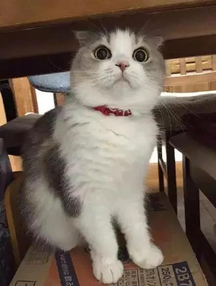 一听到主人忘了买罐罐 猫老大的表情马上180度大转变!网友看了笑翻!
