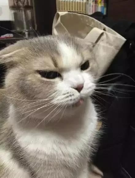 一听到主人忘了买罐罐 猫老大的表情马上180度大转变!网友看了笑翻!