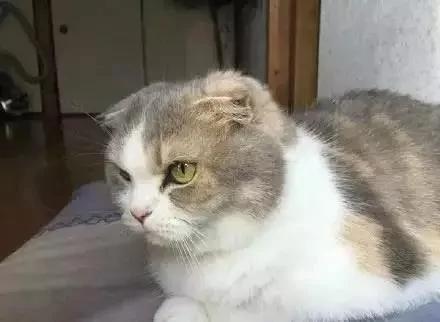 一听到主人忘了买罐罐 猫老大的表情马上180度大转变!网友看了笑翻!