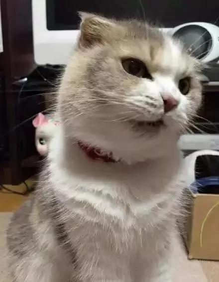 一听到主人忘了买罐罐 猫老大的表情马上180度大转变!网友看了笑翻!
