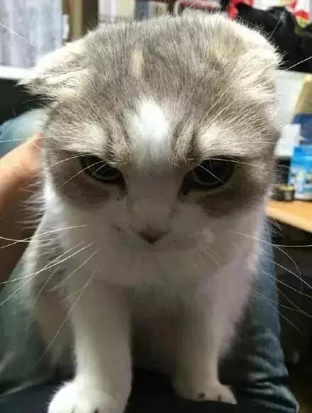 一听到主人忘了买罐罐 猫老大的表情马上180度大转变!网友看了笑翻!