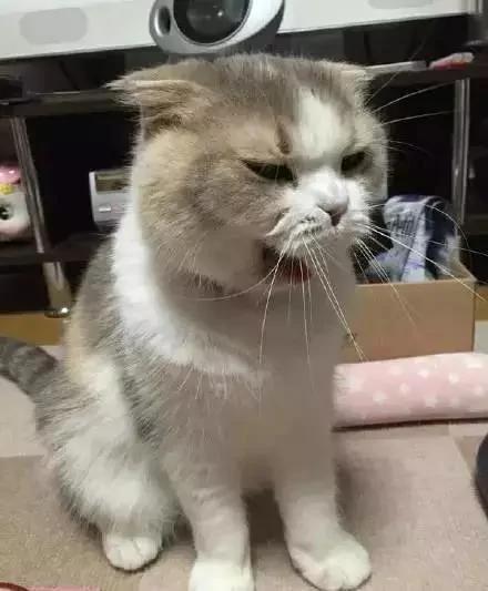 一听到主人忘了买罐罐 猫老大的表情马上180度大转变!网友看了笑翻!