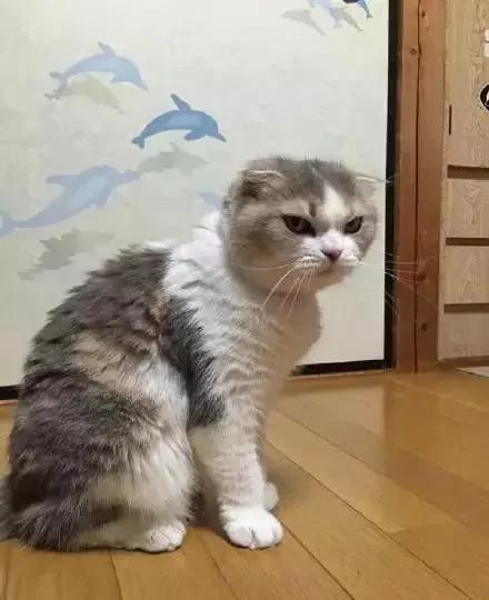 一听到主人忘了买罐罐 猫老大的表情马上180度大转变!网友看了笑翻!