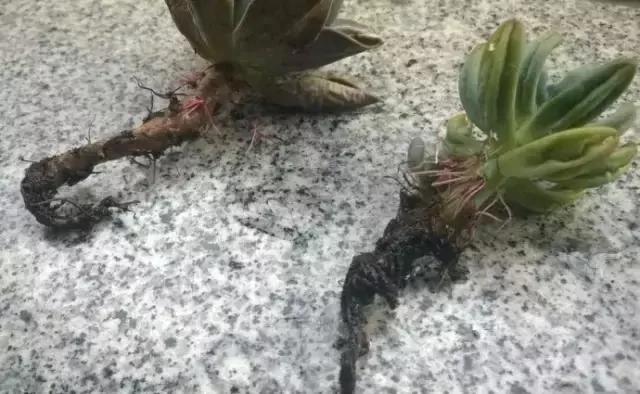 快死的花 只要用上“这一招” 立马起死回生!以后再也不用担心了