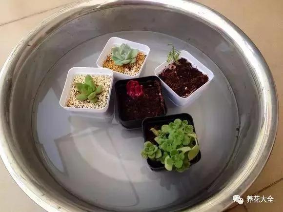 快死的花 只要用上“这一招” 立马起死回生!以后再也不用担心了