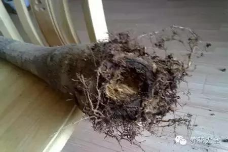 快死的花 只要用上“这一招” 立马起死回生!以后再也不用担心了