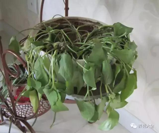 快死的花 只要用上“这一招” 立马起死回生!以后再也不用担心了
