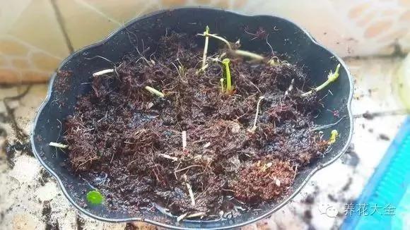快死的花 只要用上“这一招” 立马起死回生!以后再也不用担心了