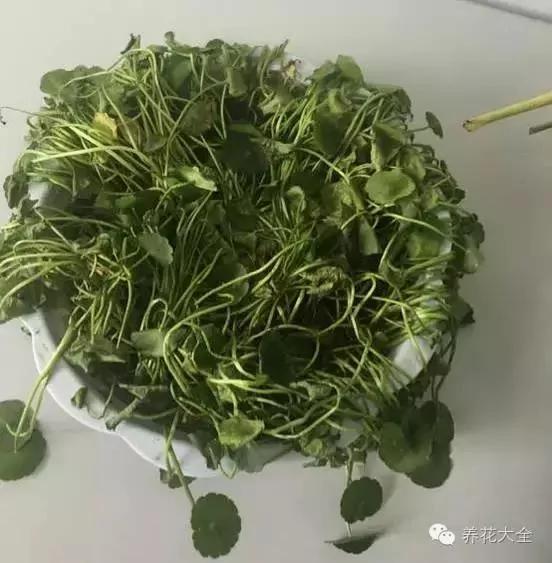 快死的花 只要用上“这一招” 立马起死回生!以后再也不用担心了