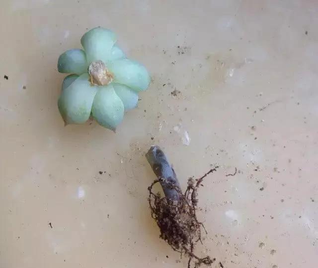 快死的花 只要用上“这一招” 立马起死回生!以后再也不用担心了